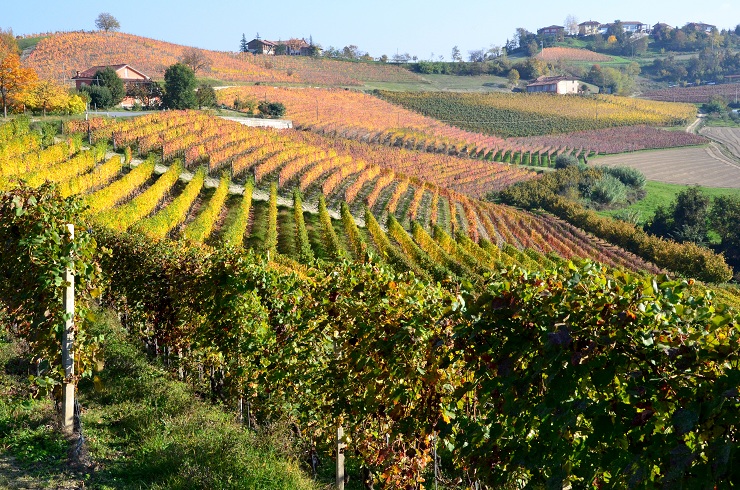 Vineyards in The Langhe